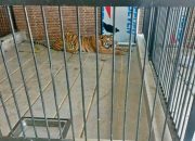 Arti Mimpi Diterkam Harimau menurut Agama, Psikologi dan Primbon Jawa