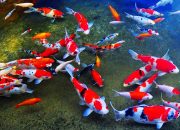 Arti Mimpi Ikan Banyak menurut Agama, Psikologi dan Primbon Jawa