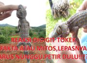 Arti Mimpi Digigit Tokek menurut Agama, Psikologi dan Primbon Jawa