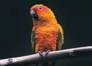 Arti Mimpi Melihat Burung Dalam Sangkar menurut Agama, Psikologi dan Primbon Jawa