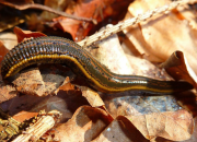 Arti Mimpi Digigit Pacet Seluruh Tubuh menurut Agama, Psikologi dan Primbon Jawa