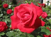 Arti Mimpi Bunga Mawar Merah menurut Agama, Psikologi dan Primbon Jawa