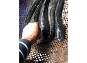 Arti Mimpi Dikasih Ikan Lele menurut Agama, Psikologi dan Primbon Jawa