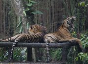 Arti Mimpi Di Datangi Harimau menurut Agama, Psikologi dan Primbon Jawa