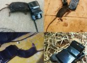 Arti Mimpi Membunuh Tikus menurut Agama, Psikologi dan Primbon Jawa