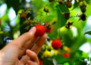 Arti Mimpi Memetik Buah menurut Agama, Psikologi dan Primbon Jawa