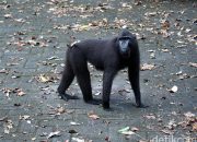 Arti Mimpi Bertemu Monyet menurut Agama, Psikologi dan Primbon Jawa