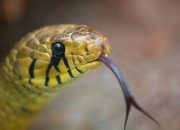 Arti Mimpi Ular Masuk Kamar menurut Agama, Psikologi dan Primbon Jawa