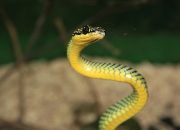 Arti Mimpi Ketemu Banyak Ular menurut Agama, Psikologi dan Primbon Jawa