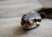 Arti Mimpi Ular Di Rumah menurut Agama, Psikologi dan Primbon Jawa