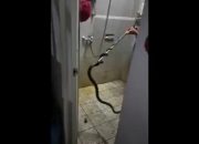 Arti Mimpi Ular Di Kamar Mandi menurut Agama, Psikologi dan Primbon Jawa