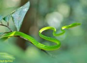 Arti Mimpi Di Kejar Ular Hijau menurut Agama, Psikologi dan Primbon Jawa