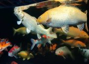 Arti Mimpi Melihat Ikan Banyak Di Dalam Rumah menurut Agama, Psikologi dan Primbon Jawa