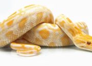 Arti Mimpi Ular Emas menurut Agama, Psikologi dan Primbon Jawa