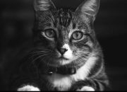 Arti Mimpi Punya Kucing menurut Agama, Psikologi dan Primbon Jawa