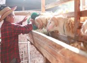 Arti Mimpi Memotong Kambing menurut Agama, Psikologi dan Primbon Jawa