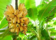 Arti Mimpi Menanam Pohon Pisang menurut Agama, Psikologi dan Primbon Jawa