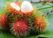 Arti Mimpi Makan Buah Rambutan menurut Agama, Psikologi dan Primbon Jawa