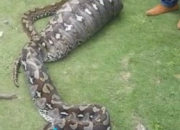 Arti Mimpi Di Serang Ular menurut Agama, Psikologi dan Primbon Jawa