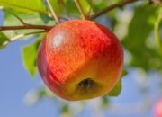 Arti Mimpi Melihat Buah Apel menurut Agama, Psikologi dan Primbon Jawa
