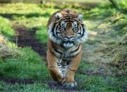 Arti Mimpi Bertemu Harimau menurut Agama, Psikologi dan Primbon Jawa