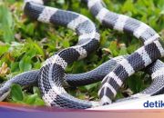 Arti Mimpi Melihat Ular Belang Hitam Putih menurut Agama, Psikologi dan Primbon Jawa