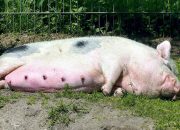 Arti Mimpi Makan Babi menurut Agama, Psikologi dan Primbon Jawa