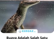 Arti Mimpi Bertemu Buaya menurut Agama, Psikologi dan Primbon Jawa