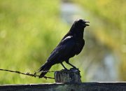 Arti Mimpi Didatangi Burung Gagak Hitam menurut Agama, Psikologi dan Primbon Jawa