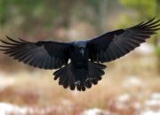 Arti Mimpi Burung Gagak menurut Agama, Psikologi dan Primbon Jawa