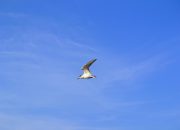 Arti Mimpi Melihat Burung Putih menurut Agama, Psikologi dan Primbon Jawa