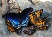 Arti Mimpi Melihat Kupu Kupu Warna Warni menurut Agama, Psikologi dan Primbon Jawa