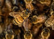 Arti Mimpi Disengat Lebah menurut Agama, Psikologi dan Primbon Jawa