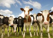 Arti Mimpi Diseruduk Sapi menurut Agama, Psikologi dan Primbon Jawa