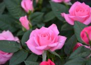 Arti Mimpi Bunga Mawar Pink menurut Agama, Psikologi dan Primbon Jawa