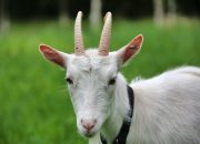 Arti Mimpi Kambing Putih menurut Agama, Psikologi dan Primbon Jawa