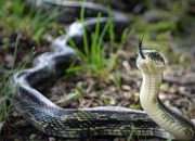 Arti Mimpi Dikejar Ular Bagi Wanita Yang Belum Menikah menurut Agama, Psikologi dan Primbon Jawa