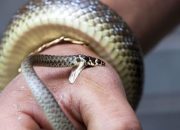 Arti Mimpi Dikerumuni Ular menurut Agama, Psikologi dan Primbon Jawa