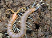 Arti Mimpi Digigit Lipan menurut Agama, Psikologi dan Primbon Jawa