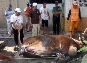 Arti Mimpi Menyembelih Sapi menurut Agama, Psikologi dan Primbon Jawa
