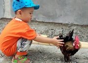 Arti Mimpi Di Patok Ayam menurut Agama, Psikologi dan Primbon Jawa