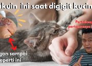 Arti Mimpi Di Gigit Kucing menurut Agama, Psikologi dan Primbon Jawa