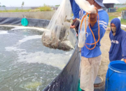 Arti Mimpi Dapat Udang Kecil Banyak menurut Agama, Psikologi dan Primbon Jawa