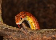 Arti Mimpi Melihat Ular Berantem menurut Agama, Psikologi dan Primbon Jawa