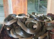 Arti Mimpi Melihat 2 Ekor Ular Kobra menurut Agama, Psikologi dan Primbon Jawa