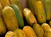 Arti Mimpi Melihat Buah Pepaya Matang Banyak menurut Agama, Psikologi dan Primbon Jawa