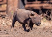 Arti Mimpi Digigit Babi menurut Agama, Psikologi dan Primbon Jawa