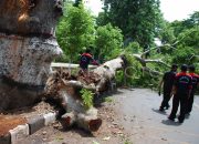 Arti Mimpi Melihat Pohon Tumbang menurut Agama, Psikologi dan Primbon Jawa