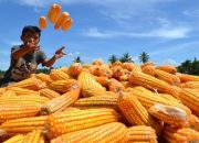 Arti Mimpi Panen Jagung menurut Agama, Psikologi dan Primbon Jawa