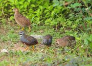 Arti Mimpi Menangkap Burung Puyuh menurut Agama, Psikologi dan Primbon Jawa